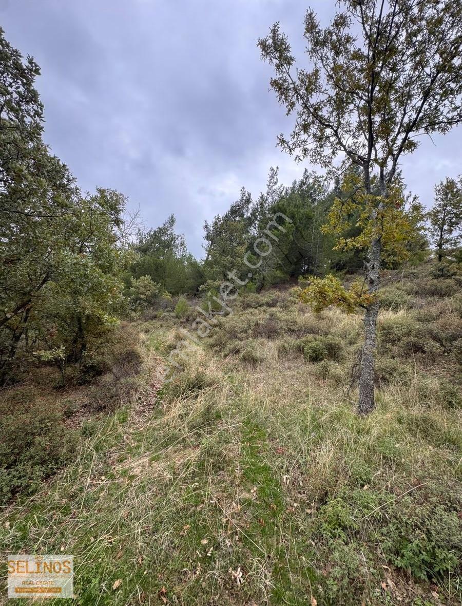 Bergama Karalar Satılık 2 Adet Zeytinlik - Görsel 2