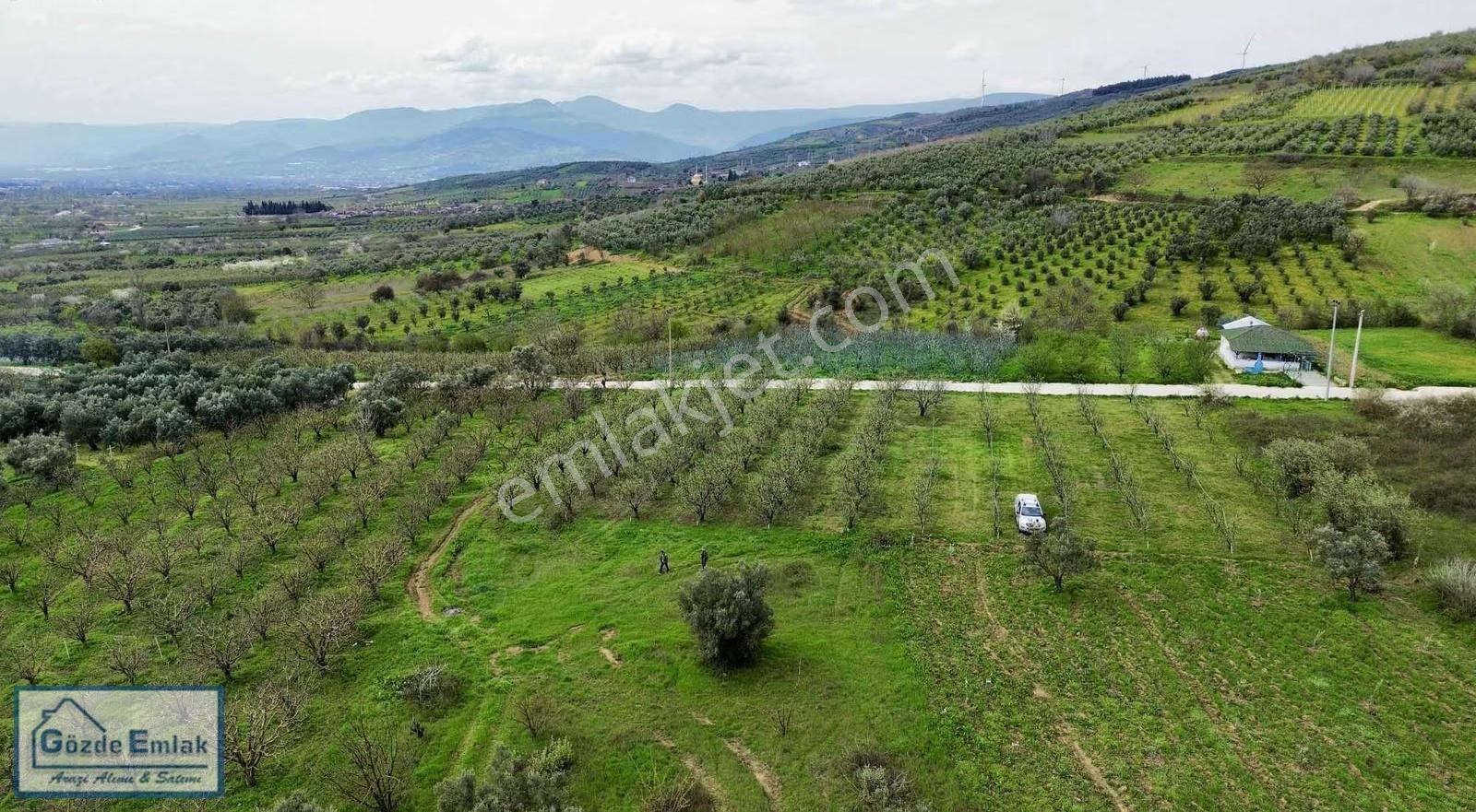 Geyve Burhaniye 740m2 Düz Zemin Asfalta 50 Metre - Görsel 6