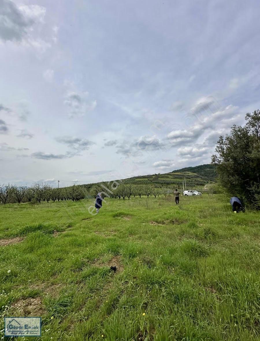 Geyve Burhaniye 740m2 Düz Zemin Asfalta 50 Metre - Görsel 10