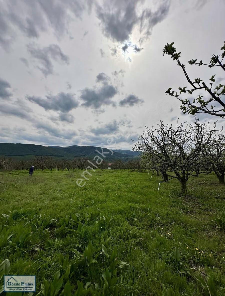 Geyve Burhaniye 740m2 Düz Zemin Asfalta 50 Metre - Görsel 15