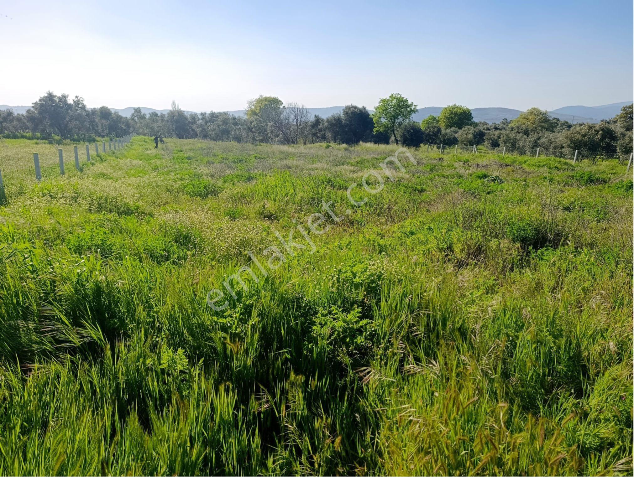 Torbalı Dirmil Mahallesi'nde 1848m2 Satılık Bağ - Görsel 32