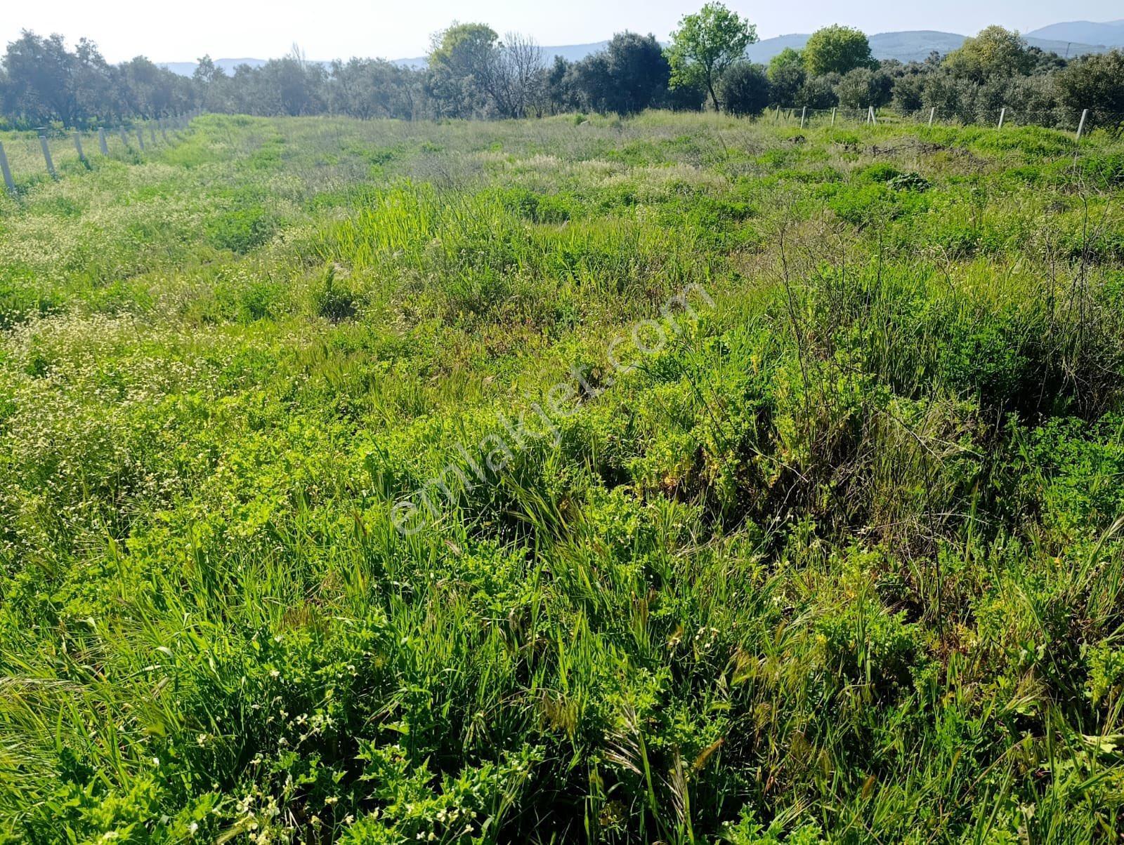 Torbalı Dirmil Mahallesi'nde 1848m2 Satılık Bağ - Görsel 3