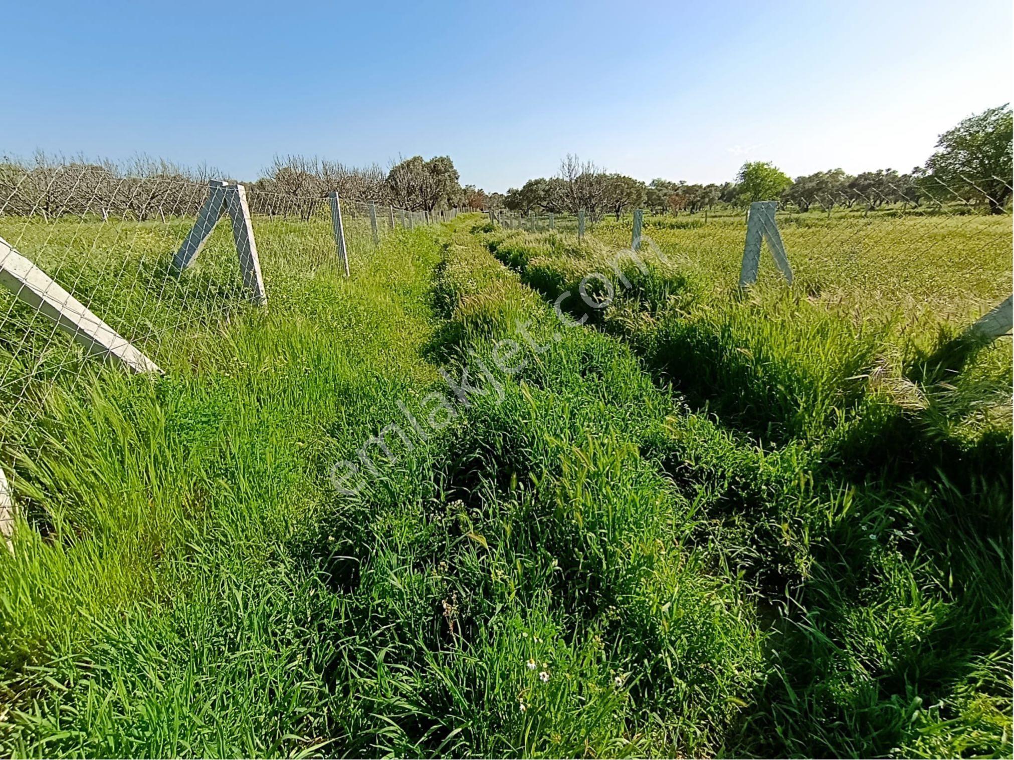 Torbalı Dirmil Mahallesi'nde 1848m2 Satılık Bağ - Görsel 31
