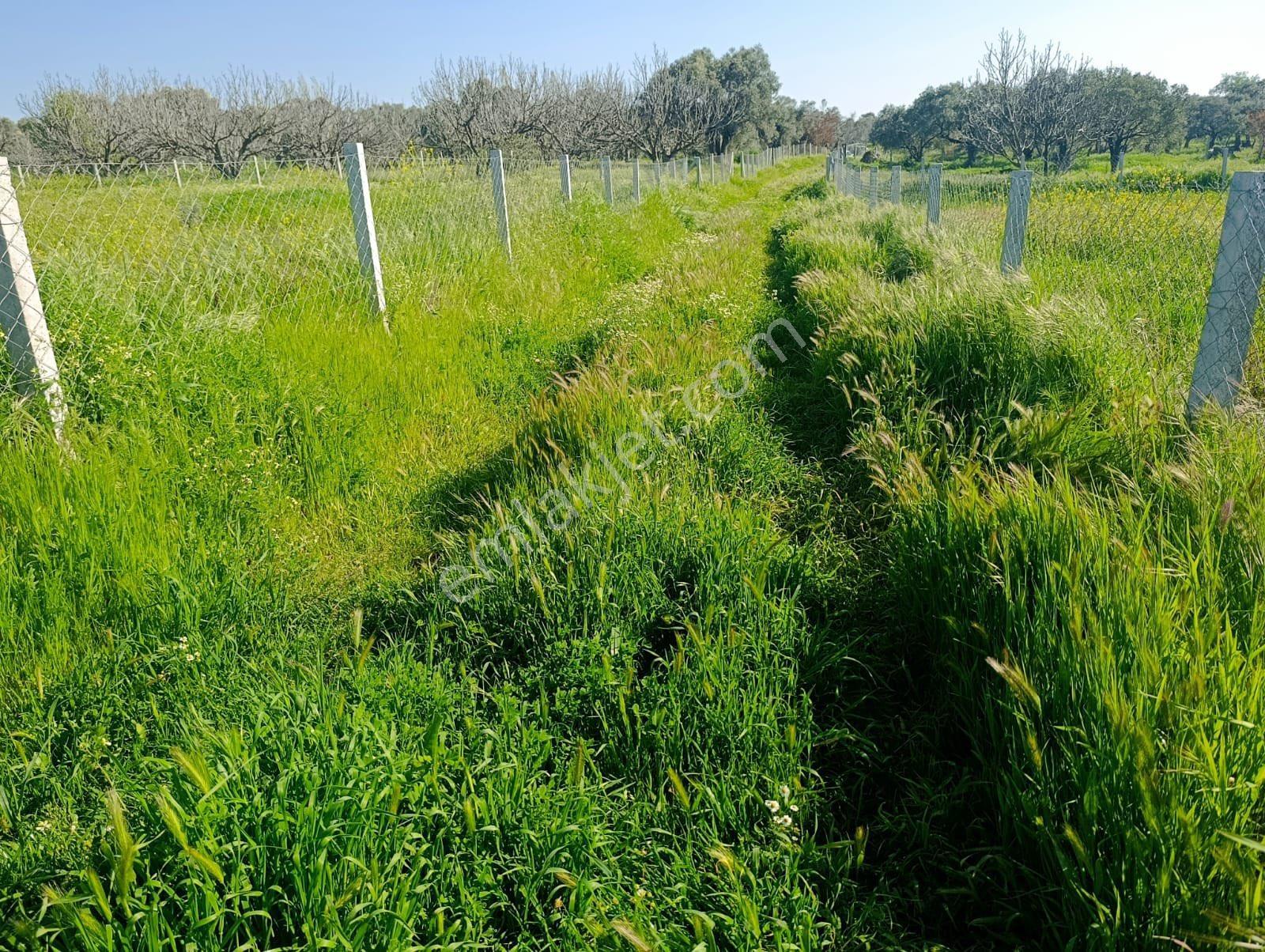 Torbalı Dirmil Mahallesi'nde 1848m2 Satılık Bağ - Görsel 21