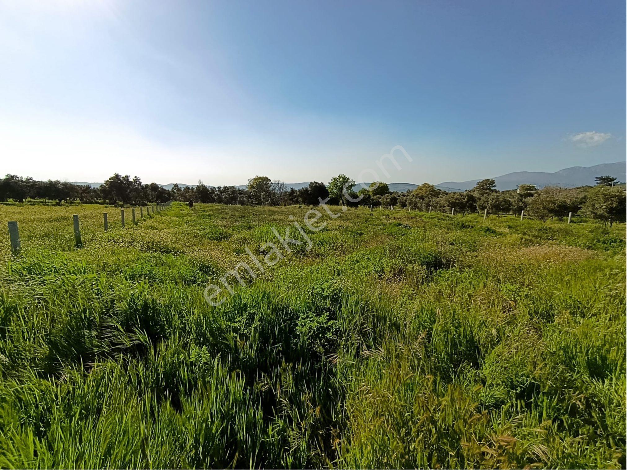Torbalı Dirmil Mahallesi'nde 1848m2 Satılık Bağ - Görsel 33
