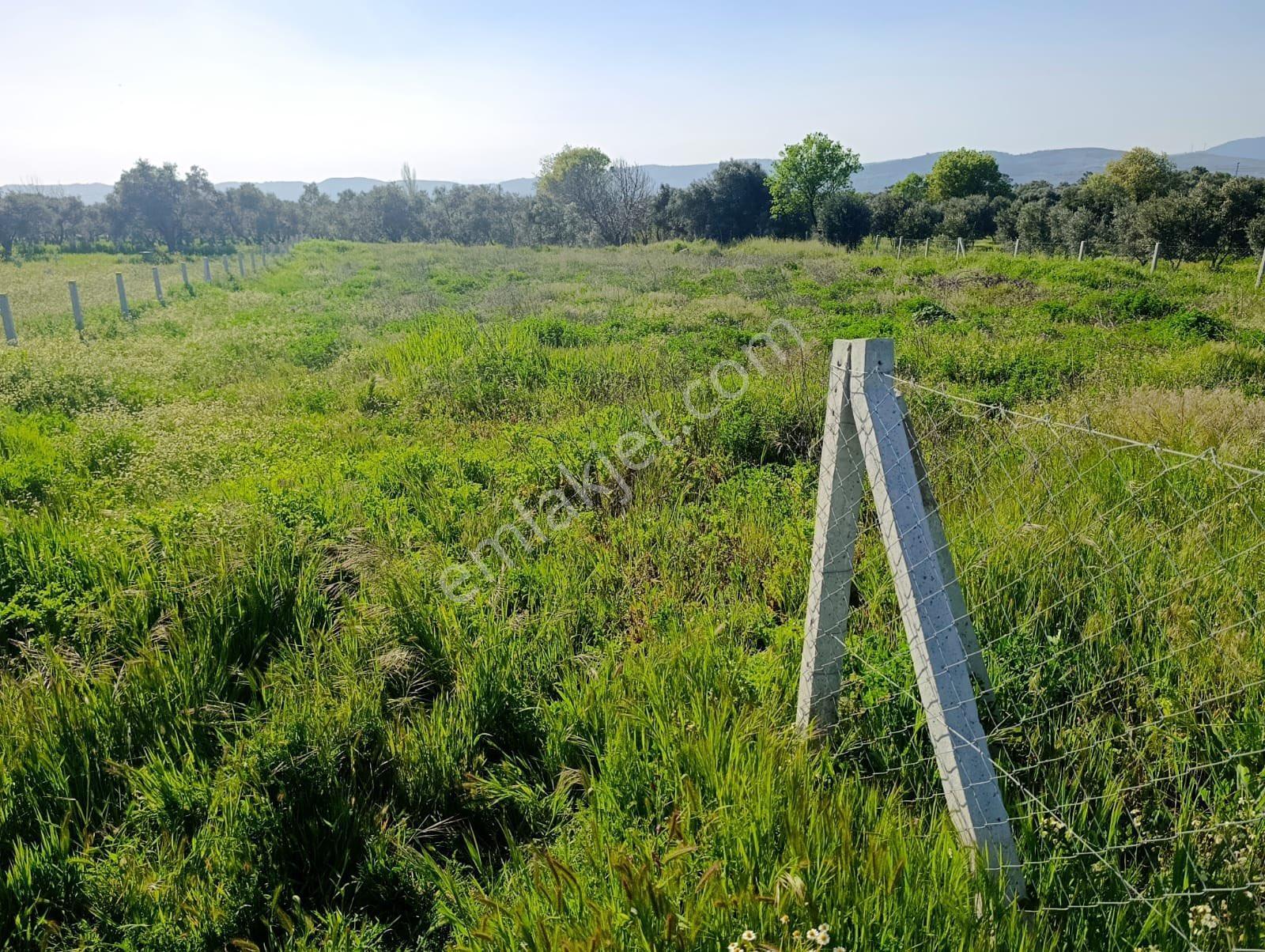 Torbalı Dirmil Mahallesi'nde 1848m2 Satılık Bağ - Görsel 6