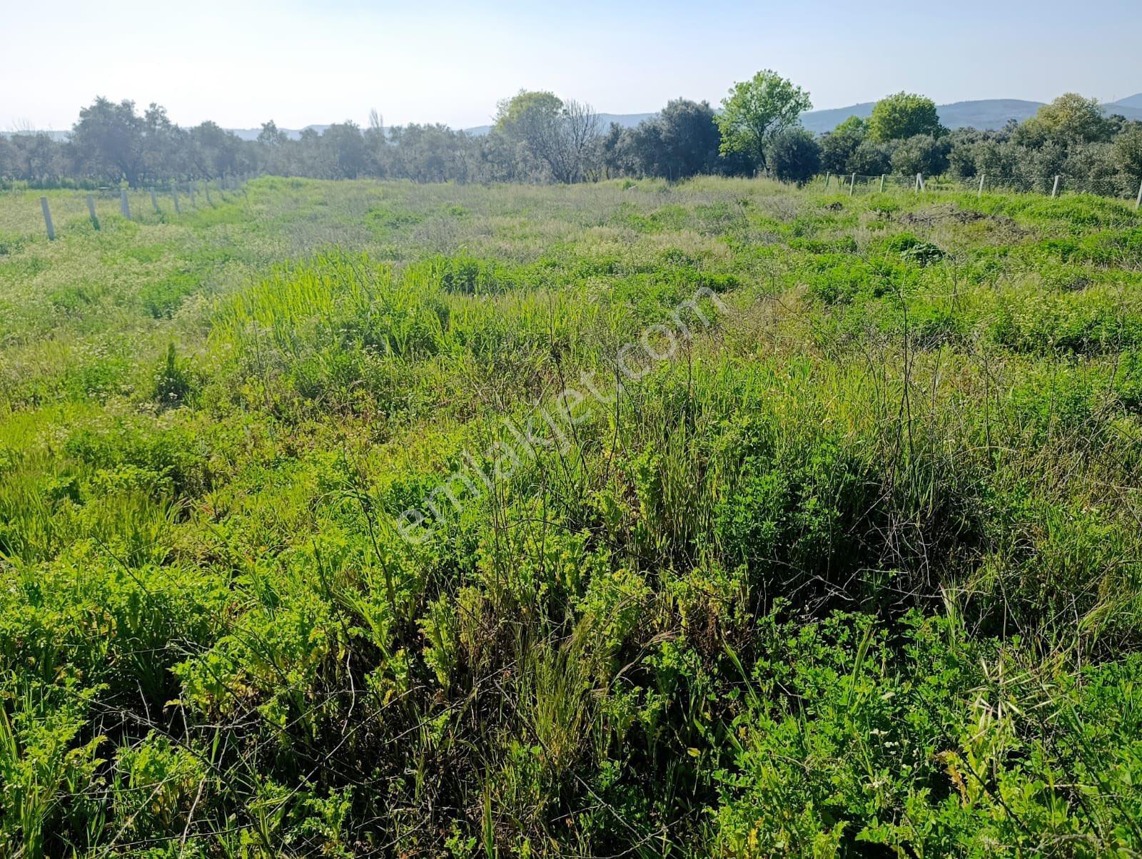 Torbalı Dirmil Mahallesi'nde 1848m2 Satılık Bağ - Görsel 17