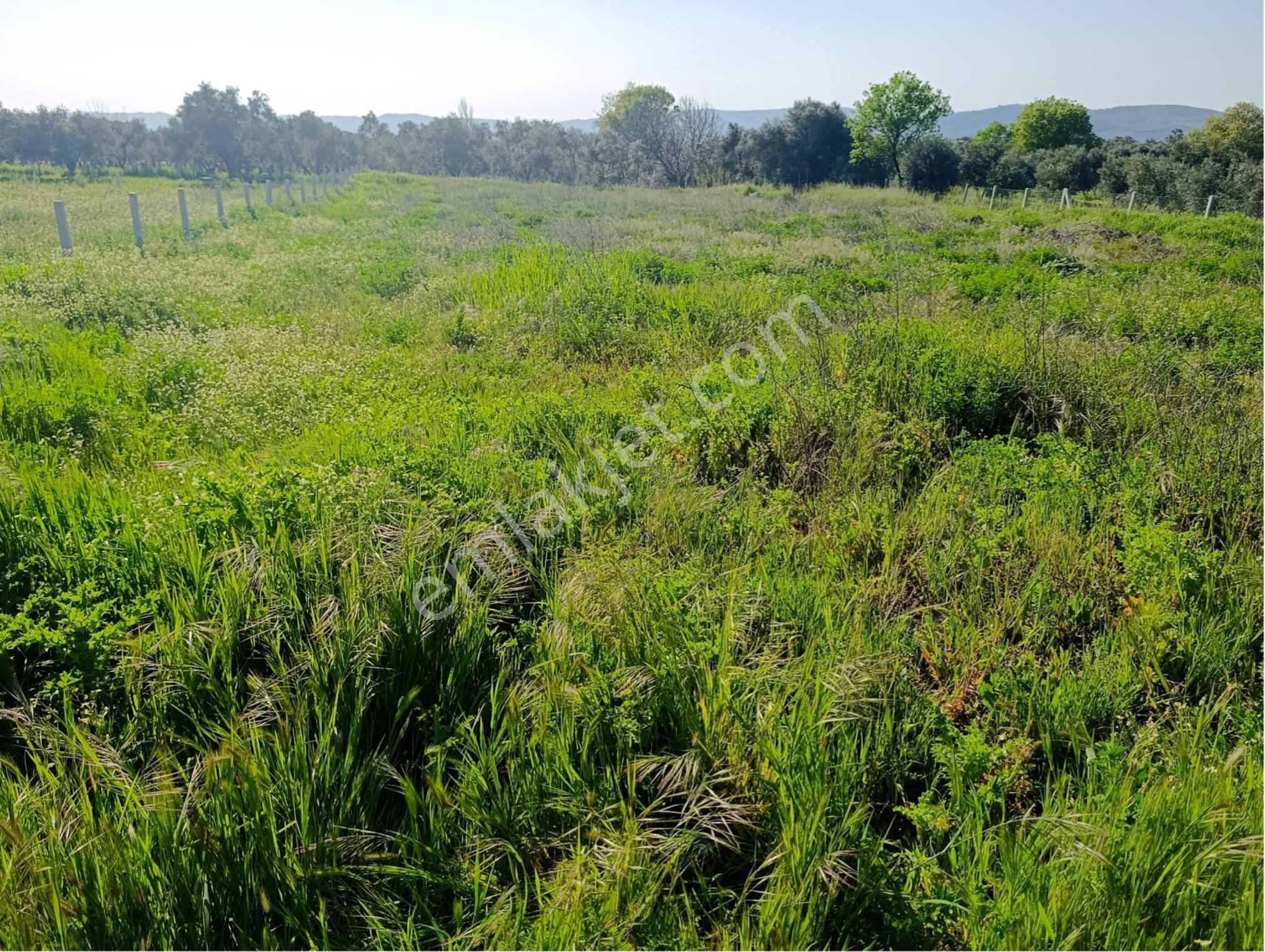 Torbalı Dirmil Mahallesi'nde 1848m2 Satılık Bağ - Görsel 20
