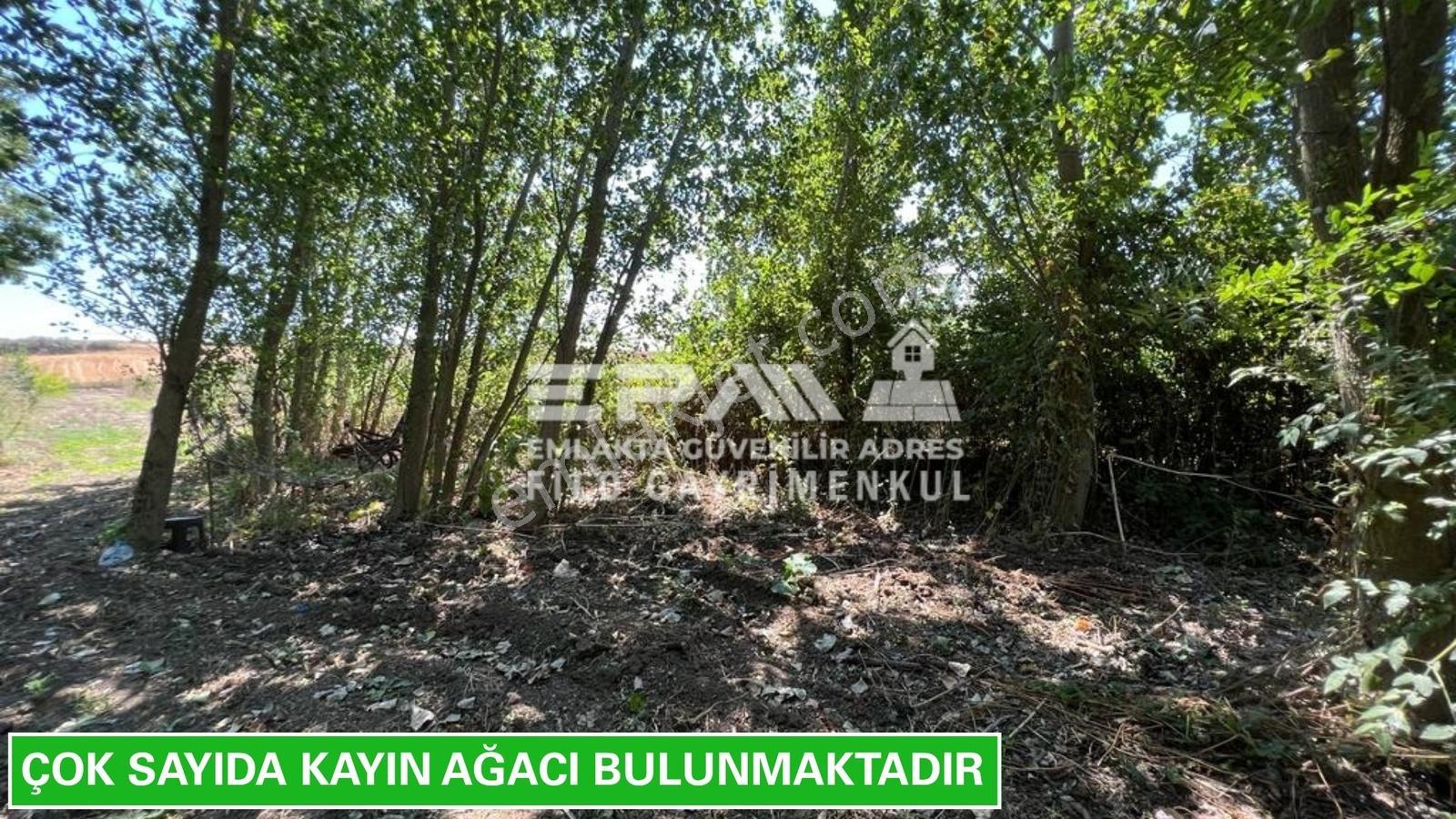 Pınarhisar Ataköy 1.991 M2 Müstakil Tapulu Anayola Cepheli Tarla - Görsel 34