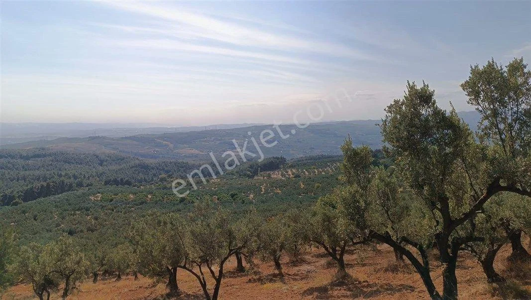 Osmangazi Gündoğdu'da 2.770 M2 Satılık Zeytinlik