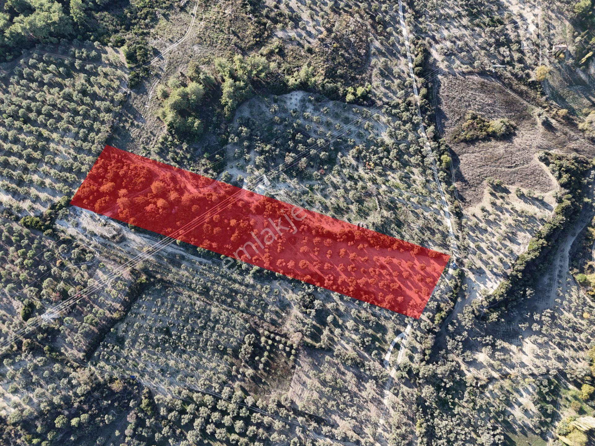 Kuşadası,kırazlı Mahallesı'nde,merkeze Yakın Tarla - Görsel 7