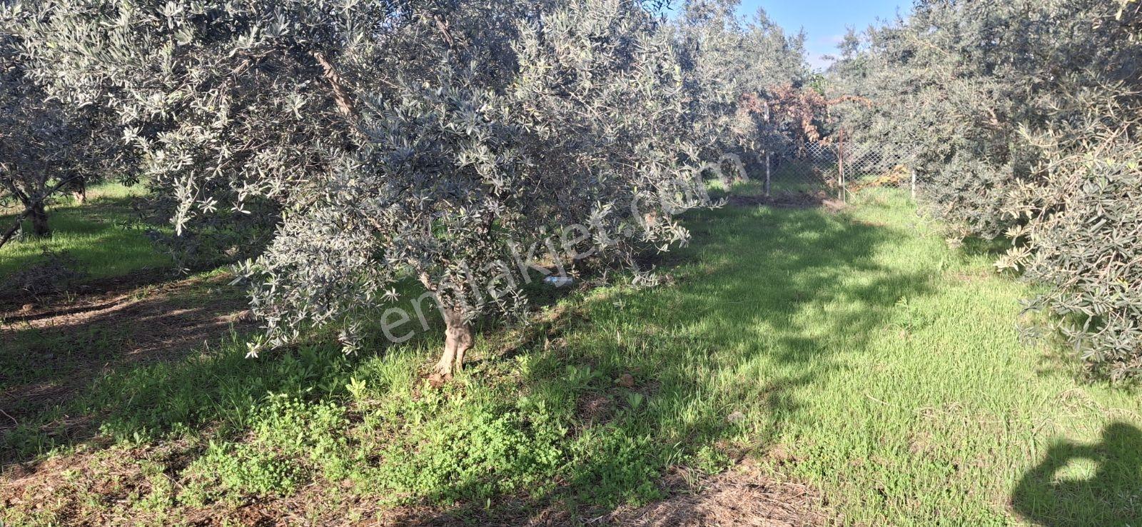 Fethiye Karaçulha Mah. İlkon'dan Satılık Arazi - Görsel 19