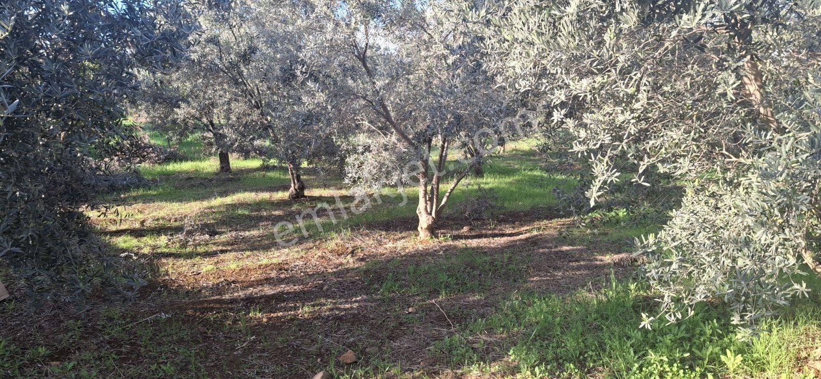 Fethiye Karaçulha Mah. İlkon'dan Satılık Arazi - Görsel 18
