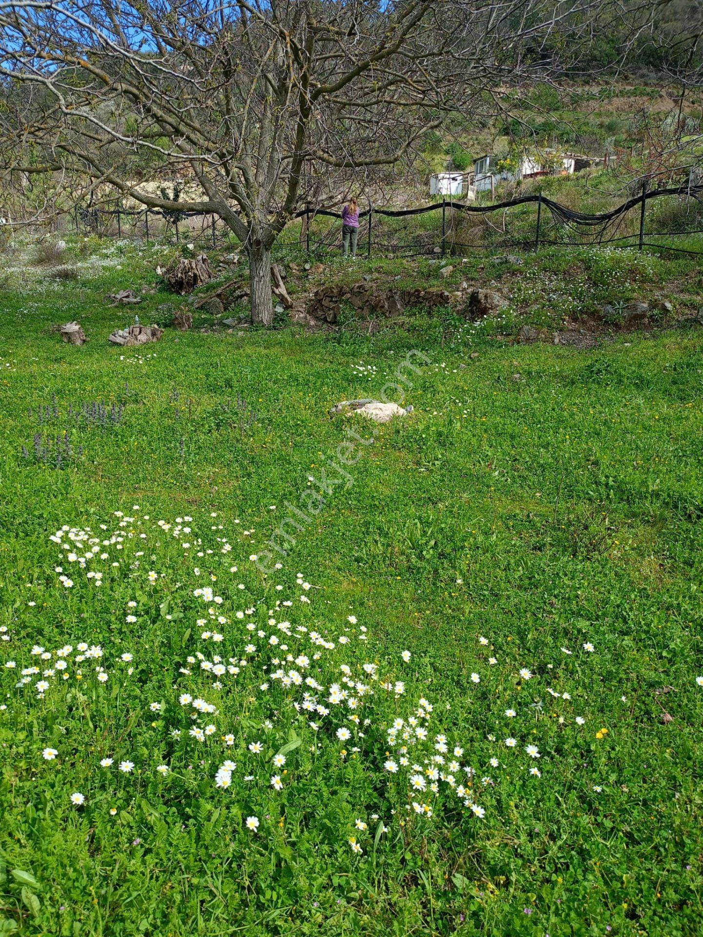 Kavacık Köyüne Yakın Acil Satılık Tek Tapu 817 M.kare Tarla - Görsel 13