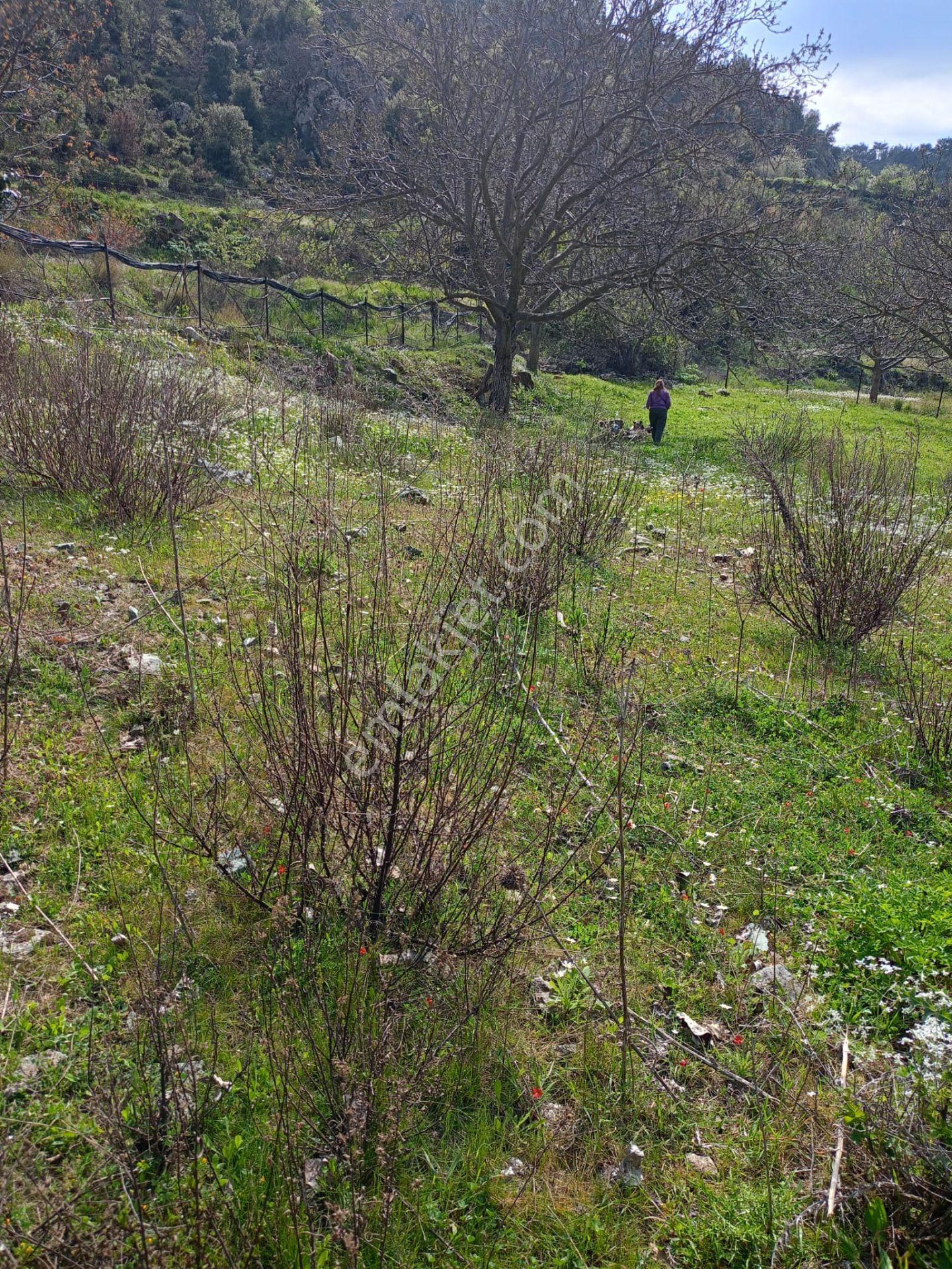 Kavacık Köyüne Yakın Acil Satılık Tek Tapu 817 M.kare Tarla - Görsel 3