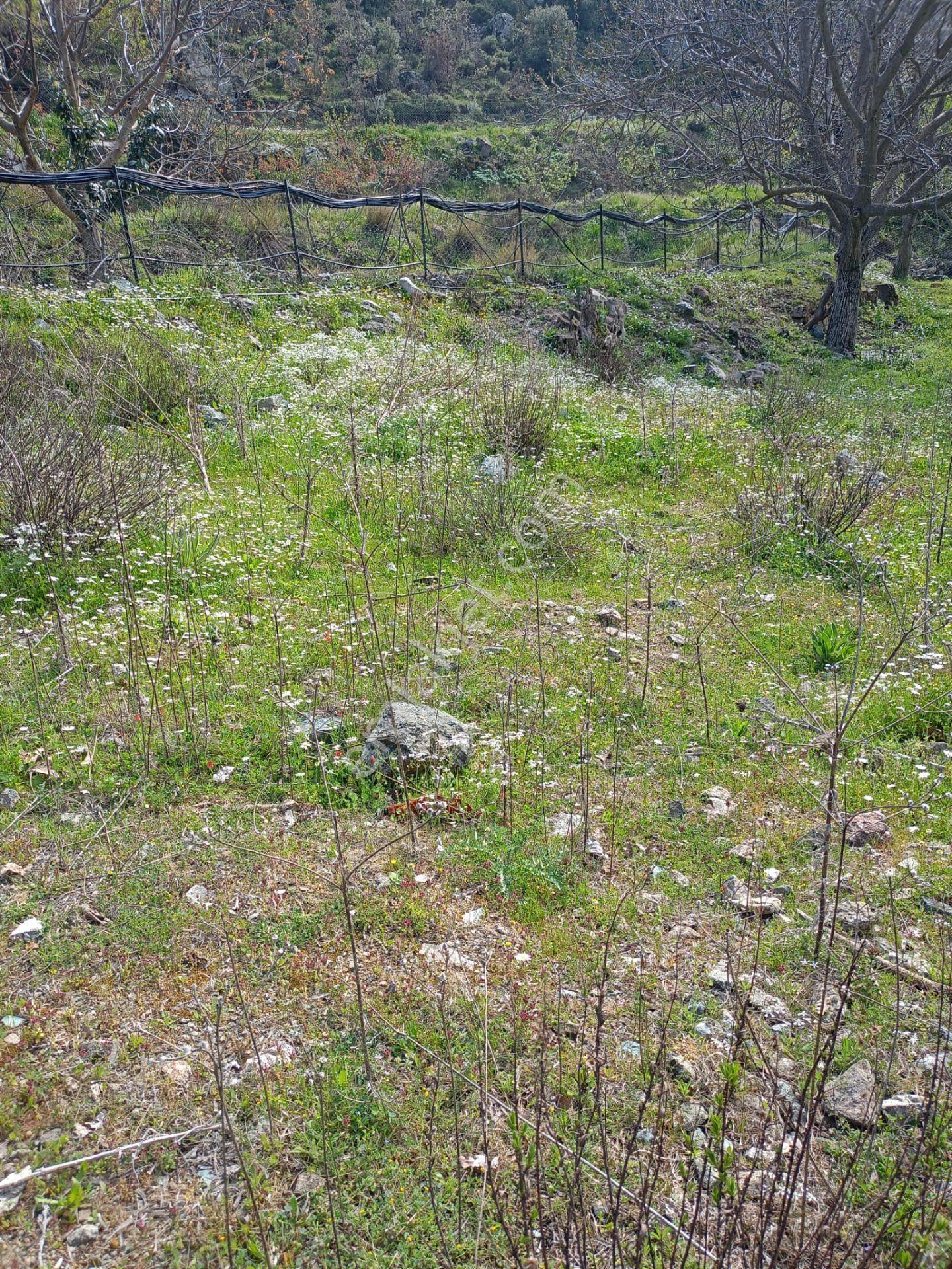 Kavacık Köyüne Yakın Acil Satılık Tek Tapu 817 M.kare Tarla - Görsel 5