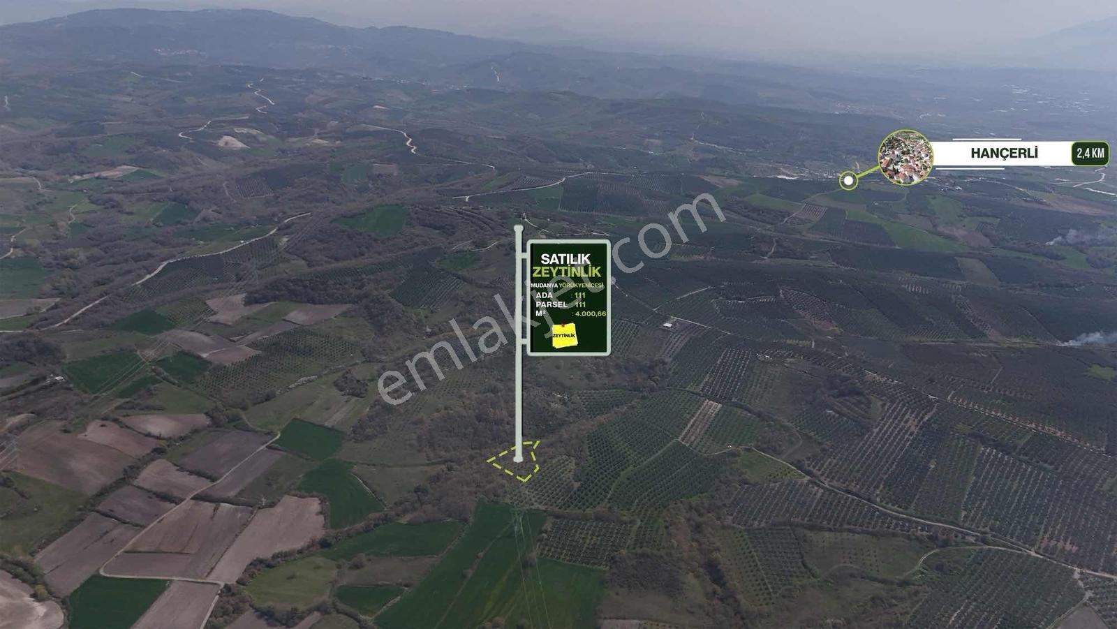 Expert'ten Bursa Mudanya Yörükyenicesinde Satılık Zeytinlik - Görsel 2