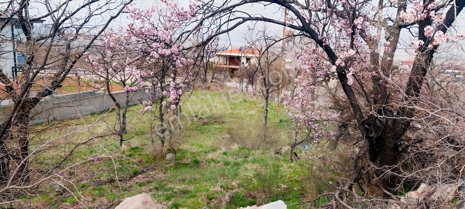 Hacılar Armutlukda 858m2 Tek Tapu Köşe Başı Ticari İmarlı Parsel - Görsel 5
