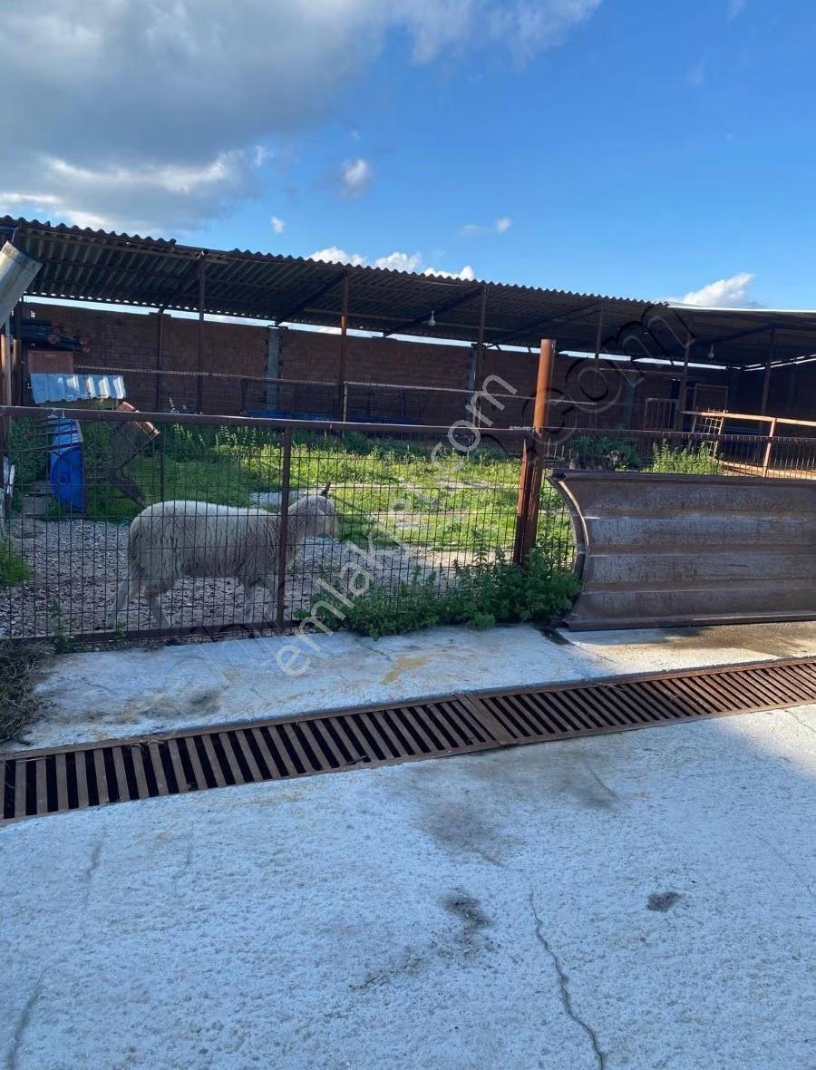 Saruhanlıda Satılık Bağ Ev Ve Çiftlik - Görsel 19