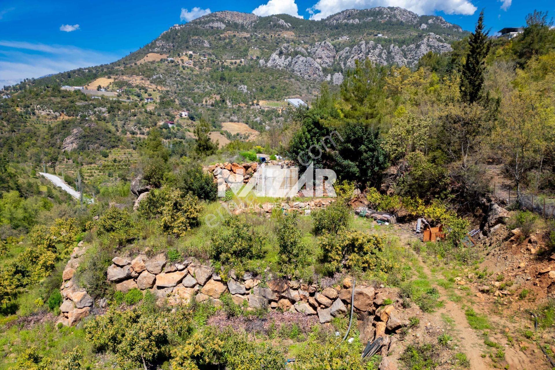 Alanya Çamlıca’da 5.605 M² Satılık Tarla – Avokado Bahçesi - Görsel 6