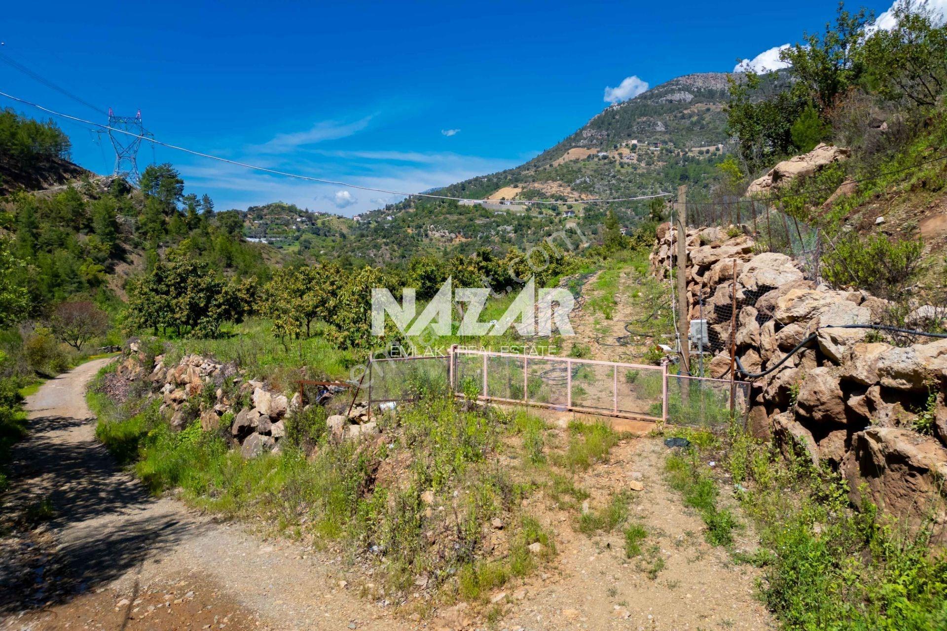 Alanya Çamlıca’da 5.605 M² Satılık Tarla – Avokado Bahçesi - Görsel 5