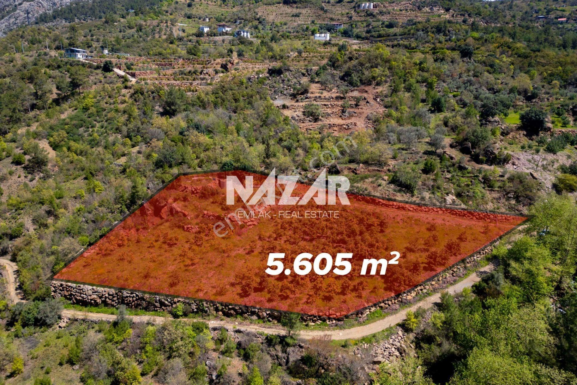 Alanya Çamlıca’da 5.605 M² Satılık Tarla – Avokado Bahçesi - Görsel 4