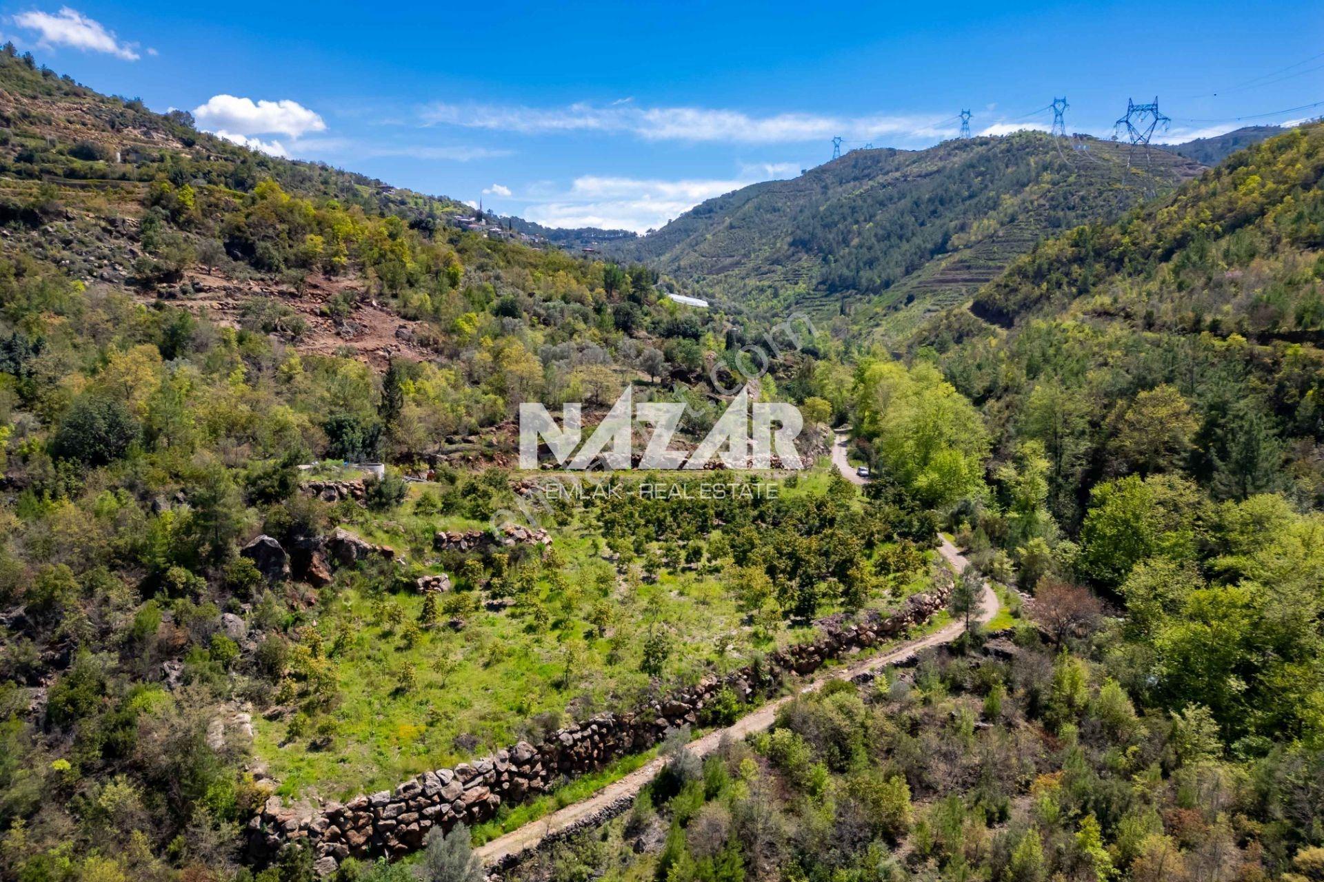Alanya Çamlıca’da 5.605 M² Satılık Tarla – Avokado Bahçesi