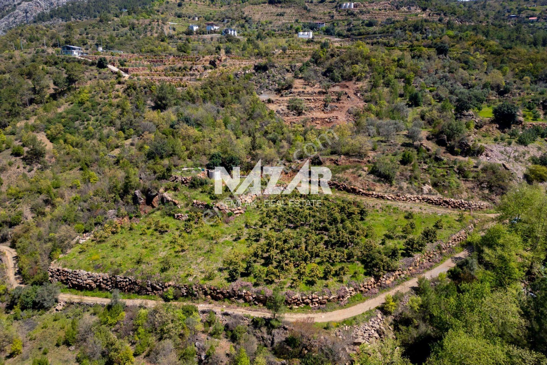 Alanya Çamlıca’da 5.605 M² Satılık Tarla – Avokado Bahçesi - Görsel 11
