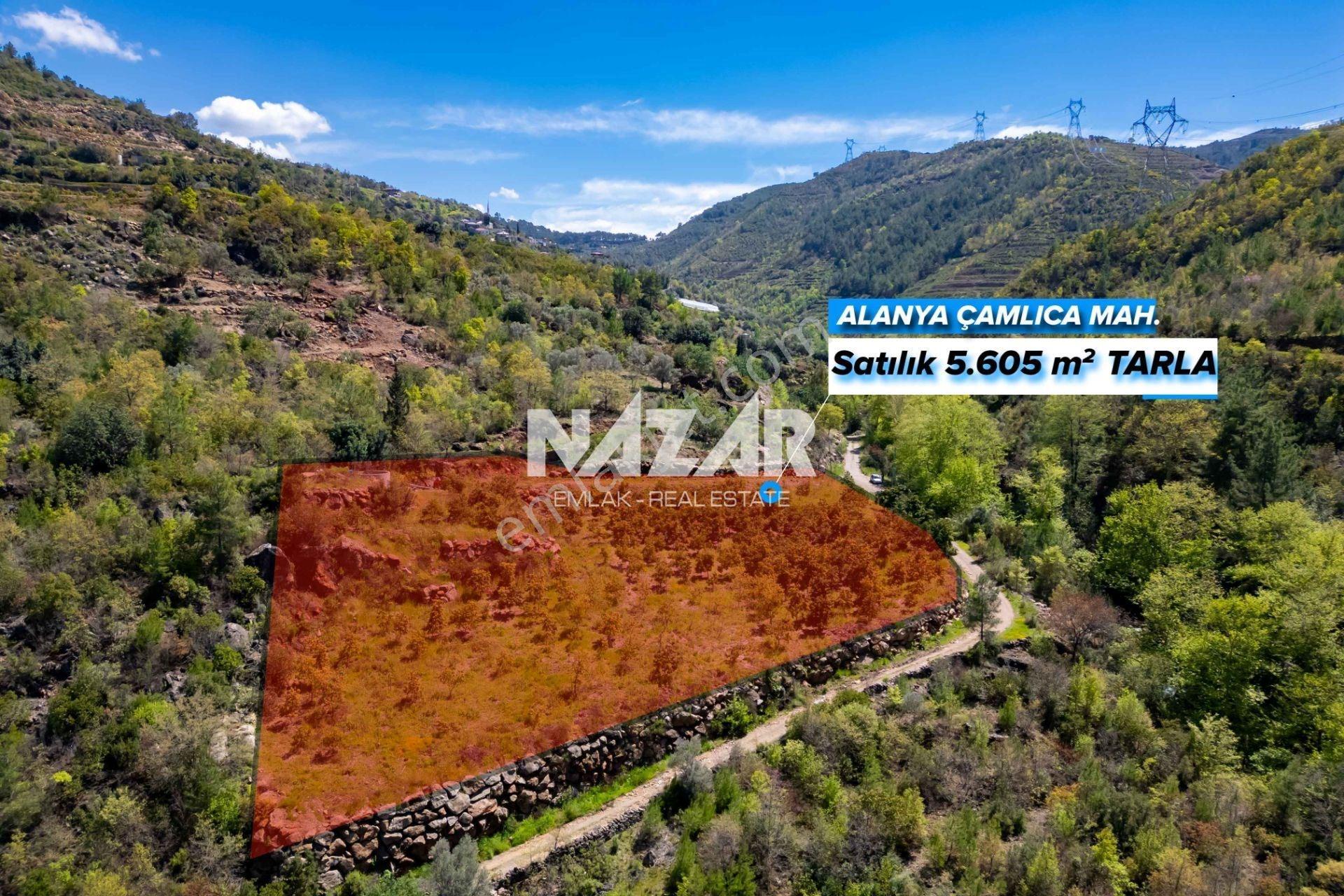 Alanya Çamlıca’da 5.605 M² Satılık Tarla – Avokado Bahçesi - Görsel 2
