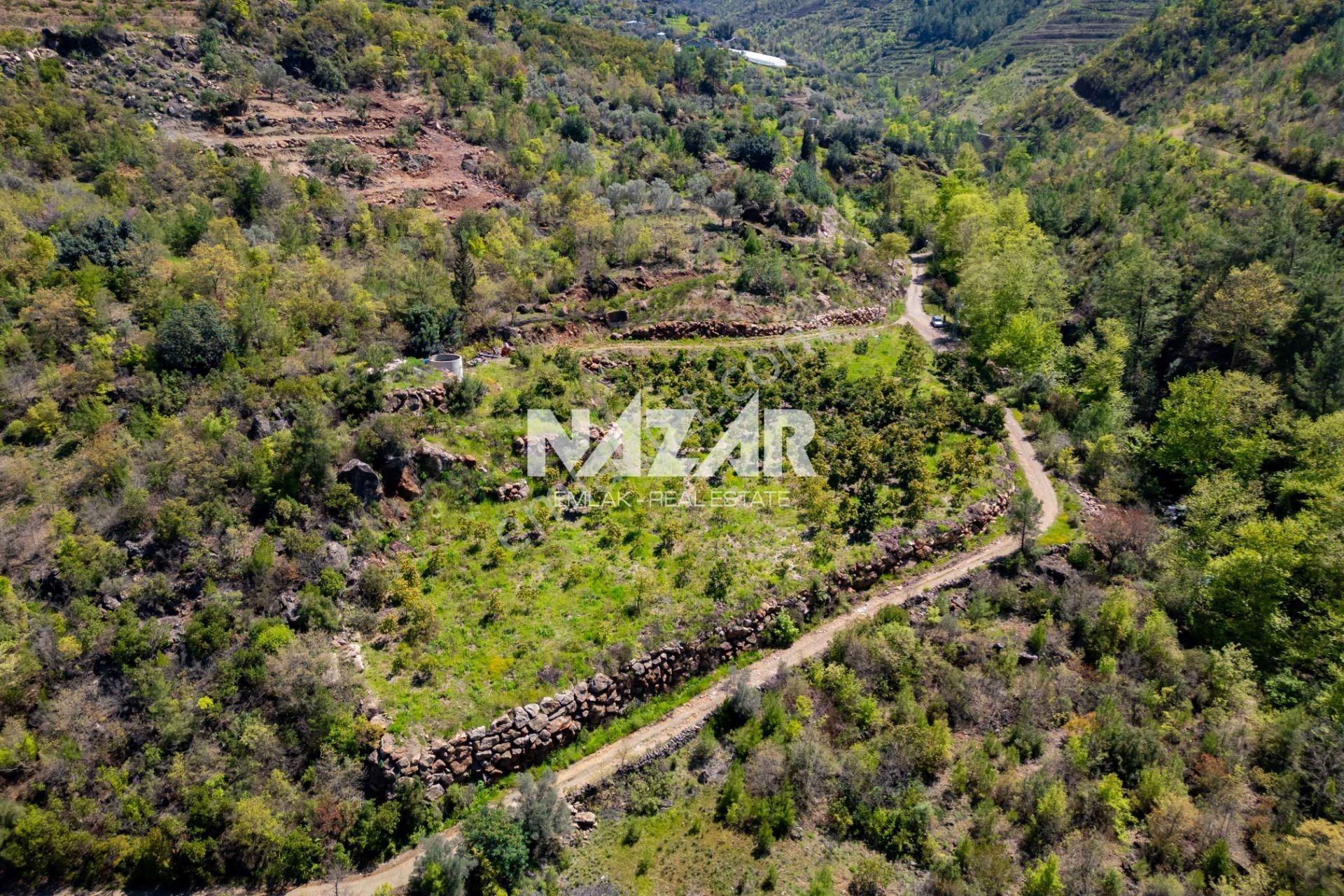 Alanya Çamlıca’da 5.605 M² Satılık Tarla – Avokado Bahçesi - Görsel 8