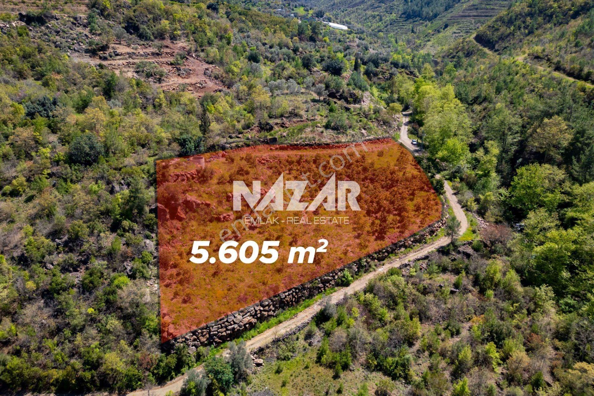 Alanya Çamlıca’da 5.605 M² Satılık Tarla – Avokado Bahçesi - Görsel 3