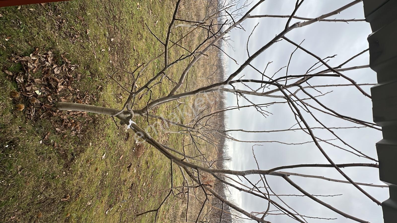 Nazilli Yaylapınarda | Turizm Yatırımına Uygun | 15.454 M² - Görsel 17