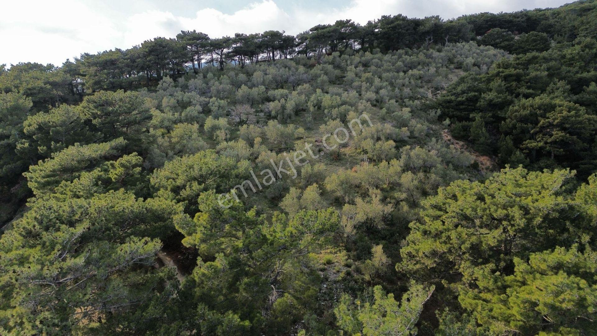 ⚠ Gfa Grup’tan Çamlıbelde Panoramik Deniz Manzaralı 19 Dönüm Zeytinlik⚠ - Görsel 25