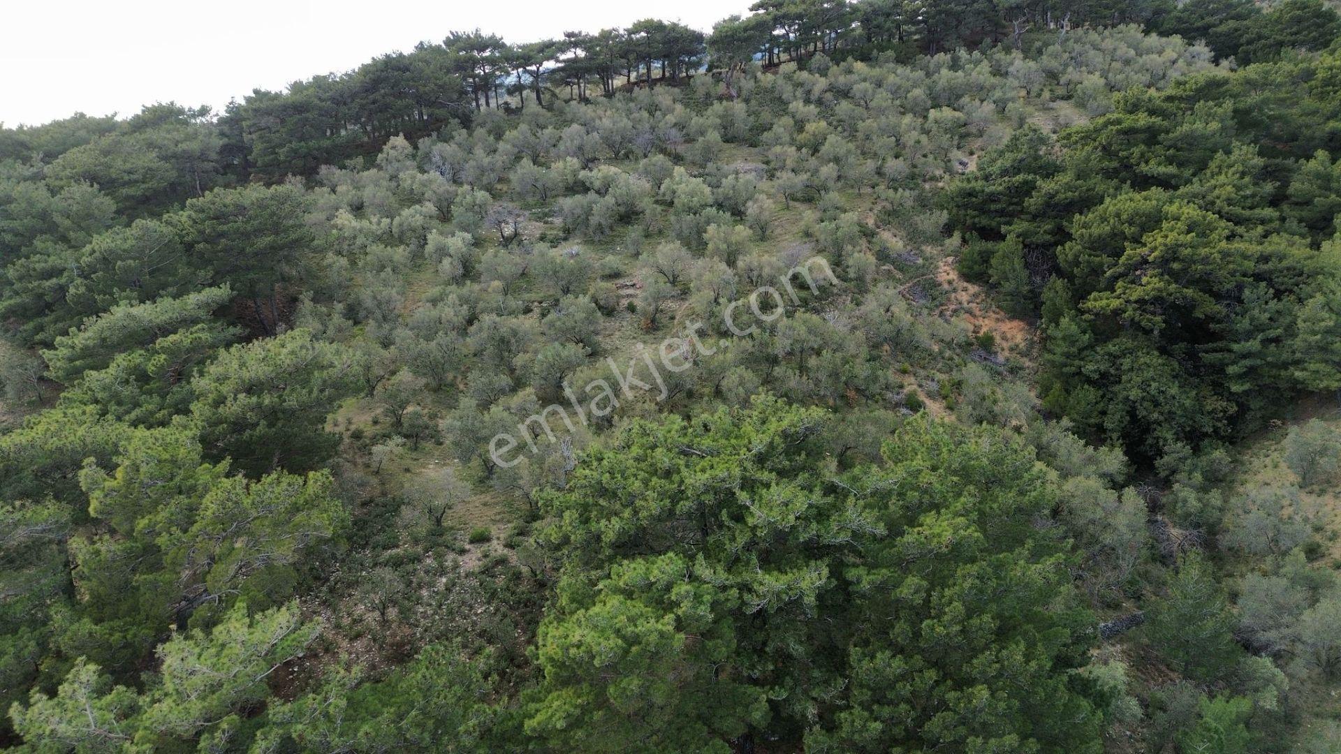 ⚠ Gfa Grup’tan Çamlıbelde Panoramik Deniz Manzaralı 19 Dönüm Zeytinlik⚠ - Görsel 29