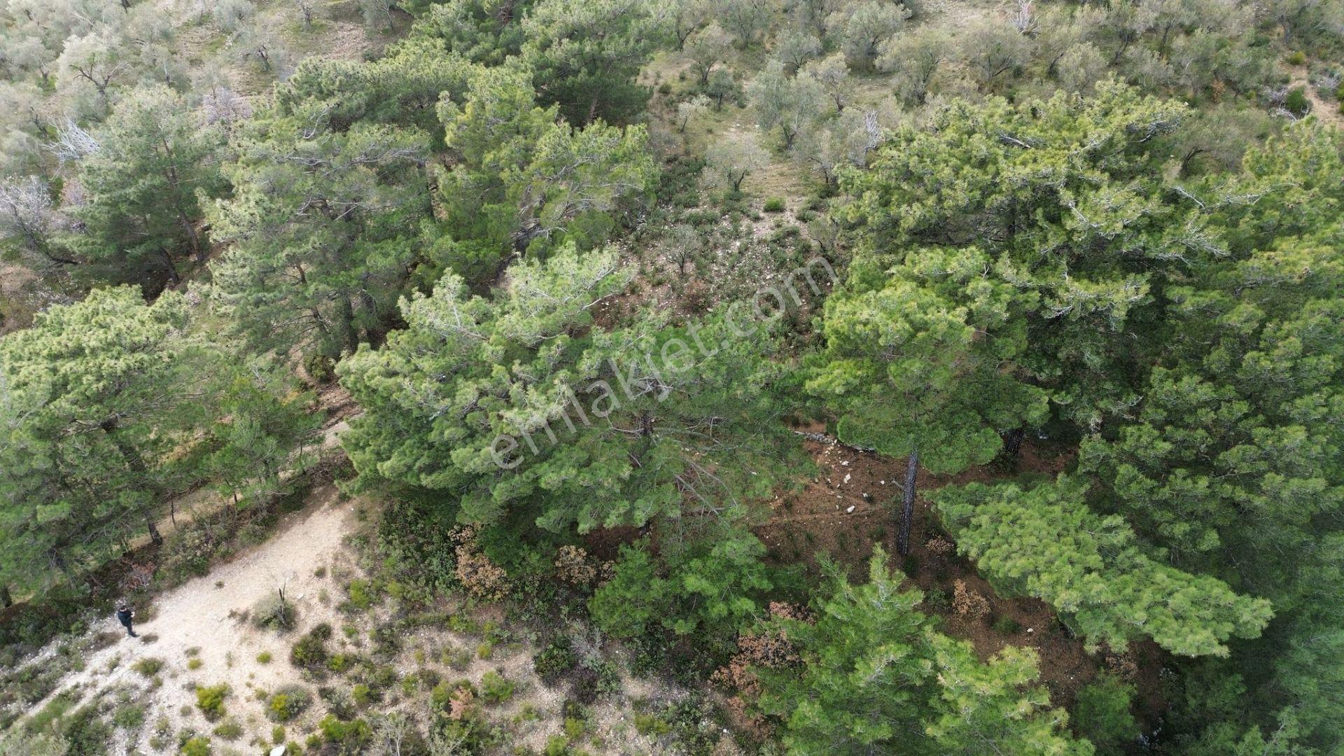 ⚠ Gfa Grup’tan Çamlıbelde Panoramik Deniz Manzaralı 19 Dönüm Zeytinlik⚠ - Görsel 27