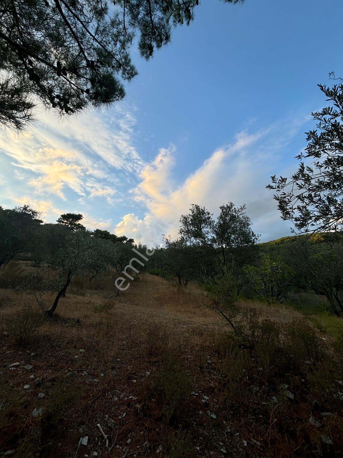 ⚠ Gfa Grup’tan Çamlıbelde Panoramik Deniz Manzaralı 19 Dönüm Zeytinlik⚠ - Görsel 10