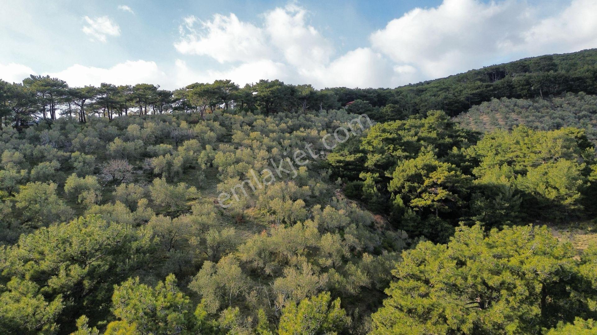 ⚠ Gfa Grup’tan Çamlıbelde Panoramik Deniz Manzaralı 19 Dönüm Zeytinlik⚠ - Görsel 15