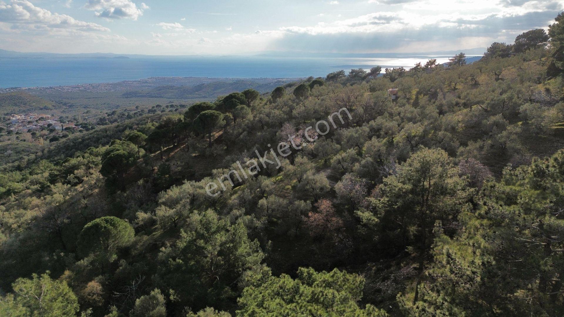 ⚠ Gfa Grup’tan Çamlıbelde Panoramik Deniz Manzaralı 19 Dönüm Zeytinlik⚠ - Görsel 17