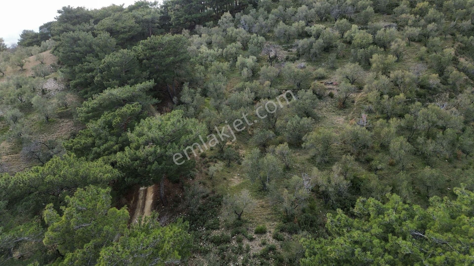 ⚠ Gfa Grup’tan Çamlıbelde Panoramik Deniz Manzaralı 19 Dönüm Zeytinlik⚠ - Görsel 26