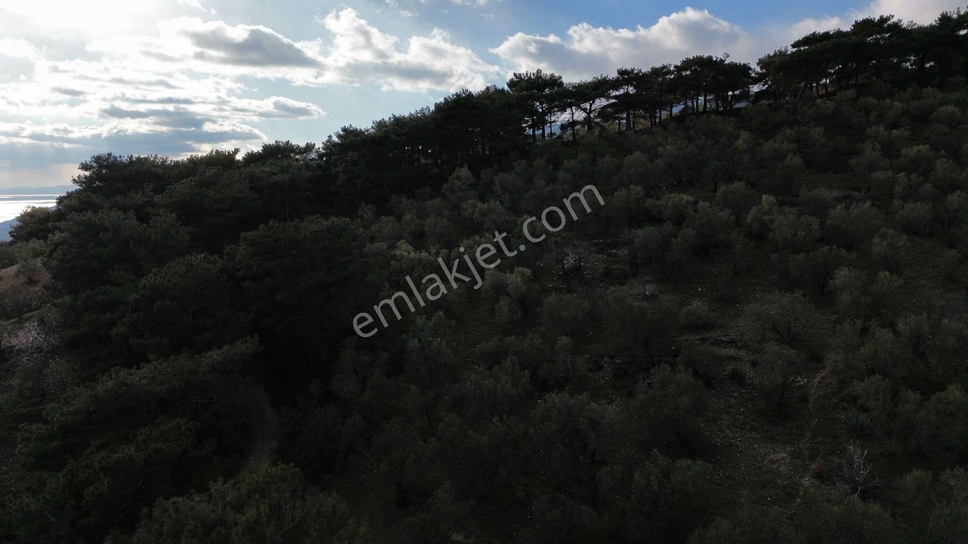 ⚠ Gfa Grup’tan Çamlıbelde Panoramik Deniz Manzaralı 19 Dönüm Zeytinlik⚠ - Görsel 35