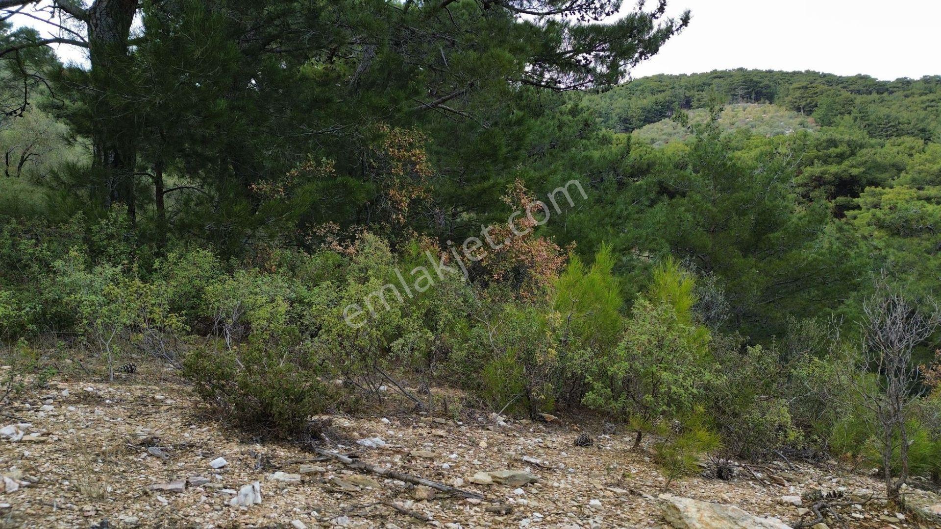 ⚠ Gfa Grup’tan Çamlıbelde Panoramik Deniz Manzaralı 19 Dönüm Zeytinlik⚠ - Görsel 4