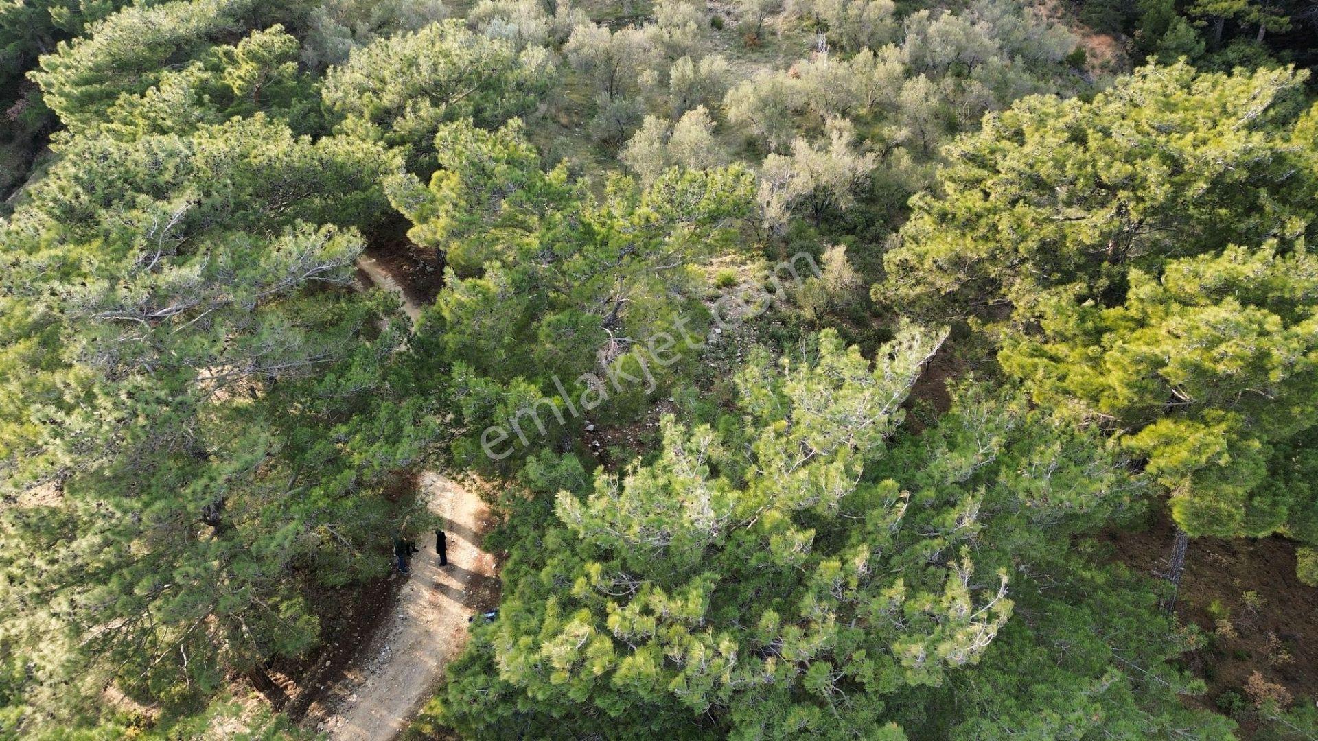 ⚠ Gfa Grup’tan Çamlıbelde Panoramik Deniz Manzaralı 19 Dönüm Zeytinlik⚠ - Görsel 23