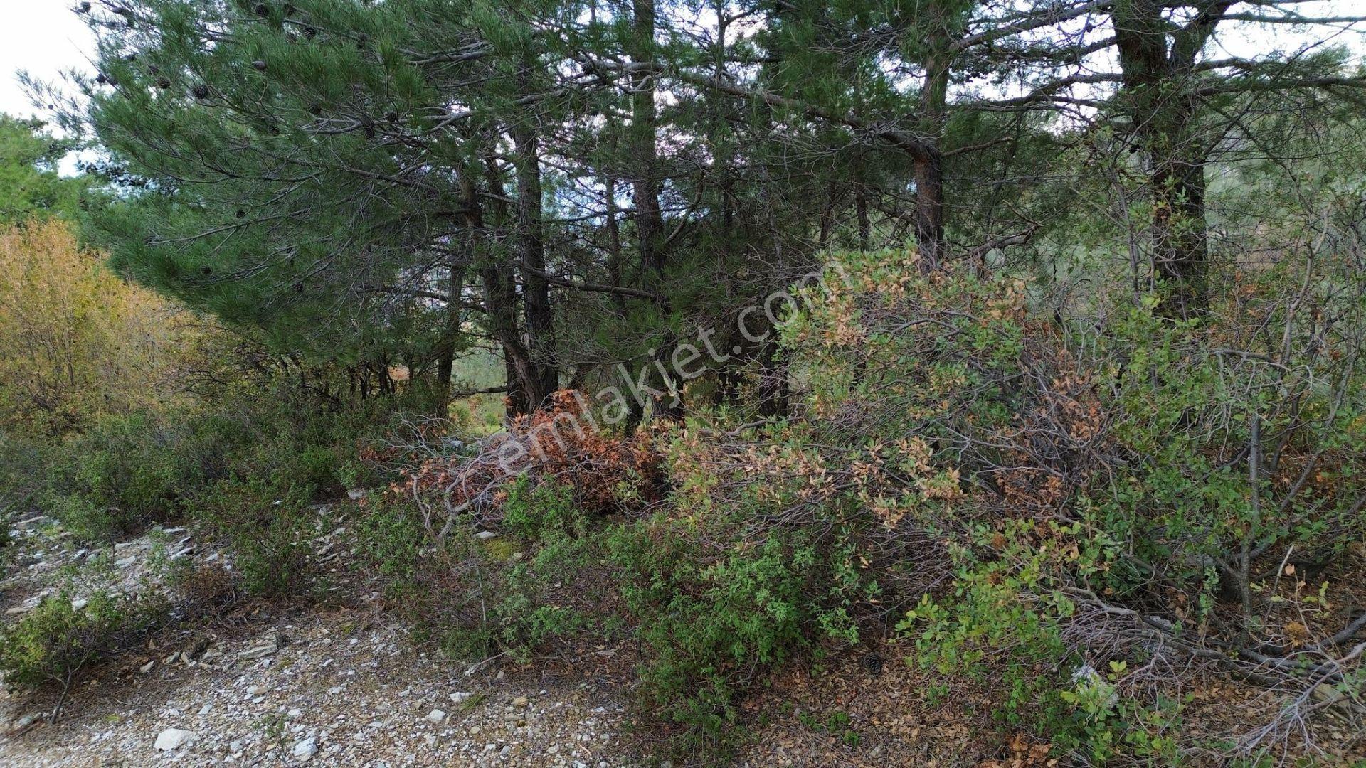 ⚠ Gfa Grup’tan Çamlıbelde Panoramik Deniz Manzaralı 19 Dönüm Zeytinlik⚠ - Görsel 33