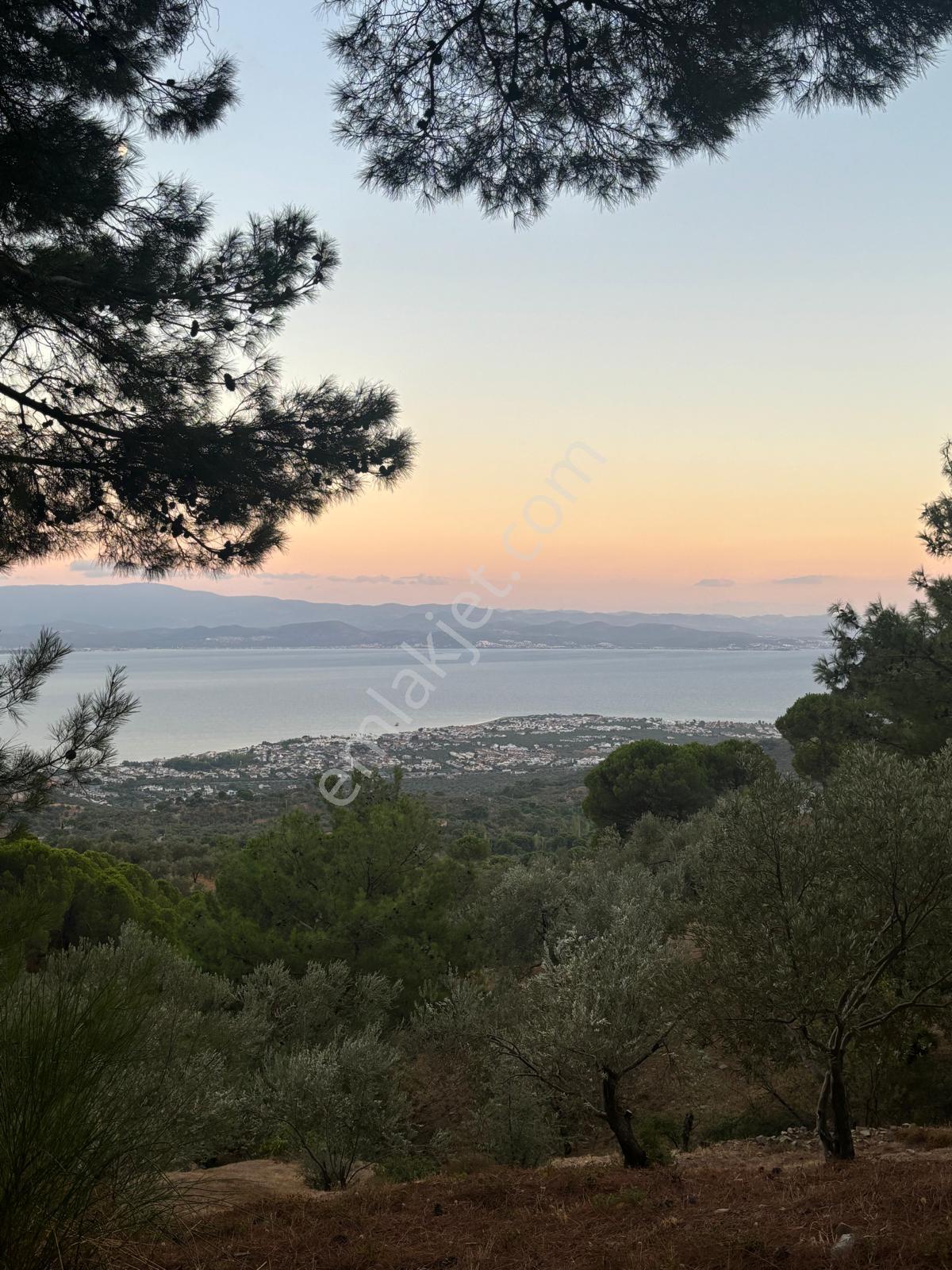 ⚠ Gfa Grup’tan Çamlıbelde Panoramik Deniz Manzaralı 19 Dönüm Zeytinlik⚠ - Görsel 2