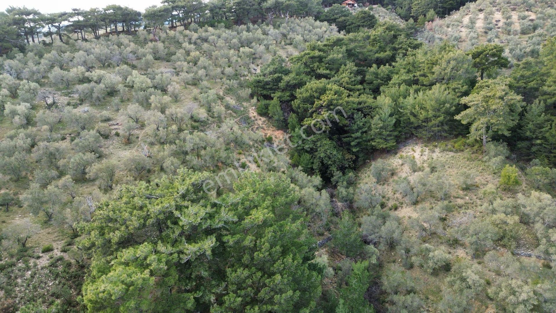 ⚠ Gfa Grup’tan Çamlıbelde Panoramik Deniz Manzaralı 19 Dönüm Zeytinlik⚠ - Görsel 28