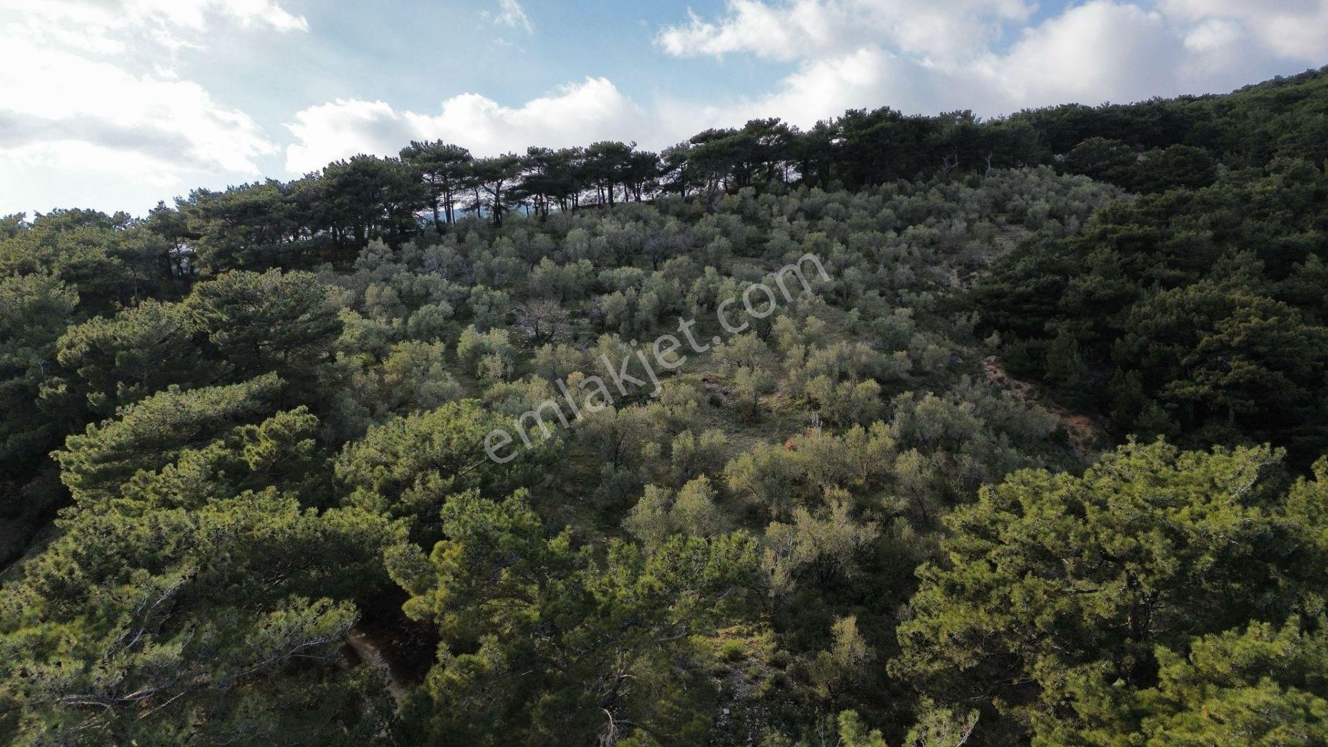⚠ Gfa Grup’tan Çamlıbelde Panoramik Deniz Manzaralı 19 Dönüm Zeytinlik⚠ - Görsel 22