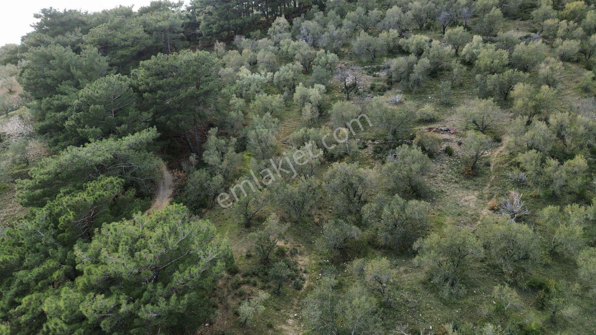 ⚠ Gfa Grup’tan Çamlıbelde Panoramik Deniz Manzaralı 19 Dönüm Zeytinlik⚠ - Görsel 31