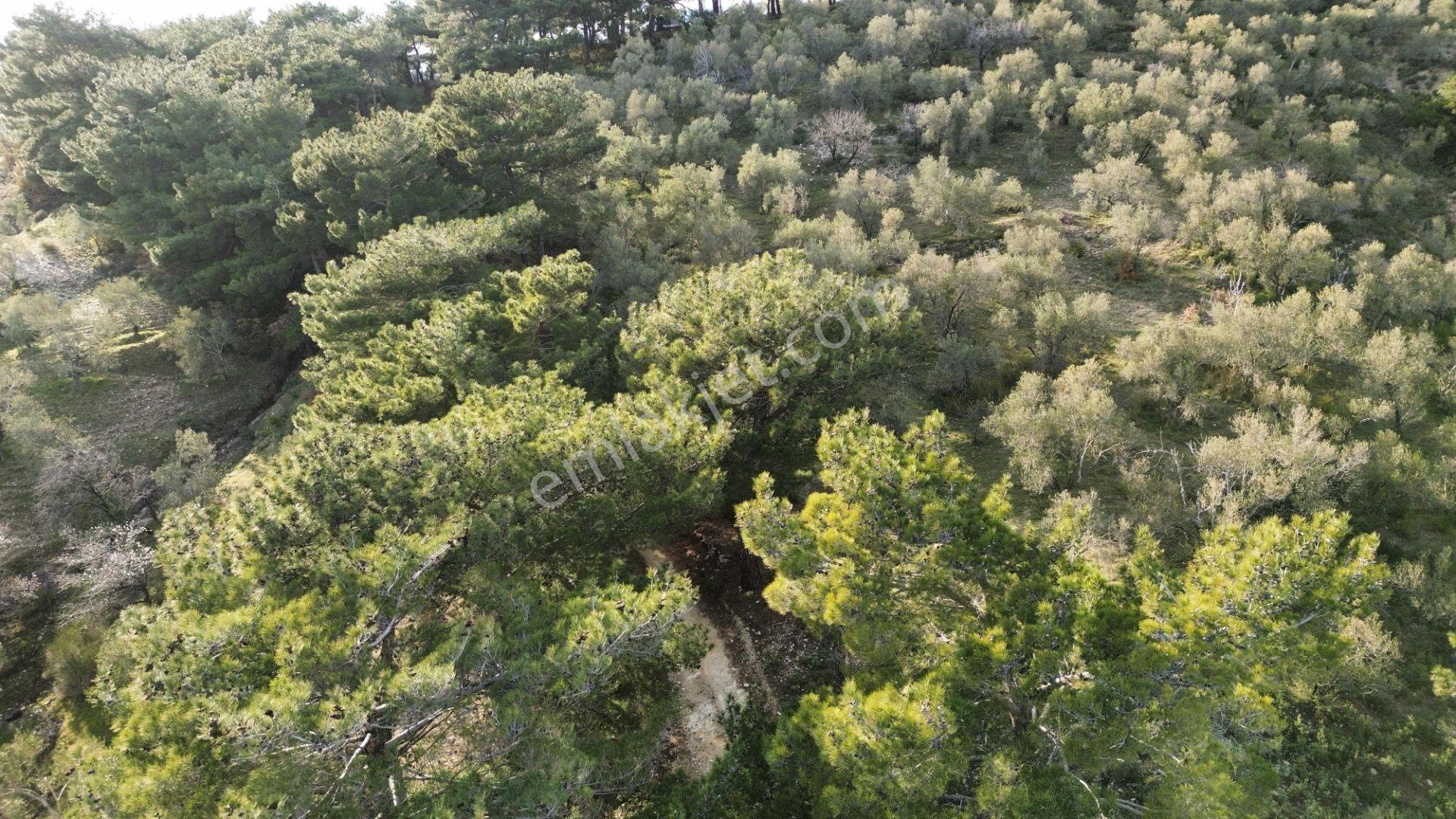⚠ Gfa Grup’tan Çamlıbelde Panoramik Deniz Manzaralı 19 Dönüm Zeytinlik⚠ - Görsel 19