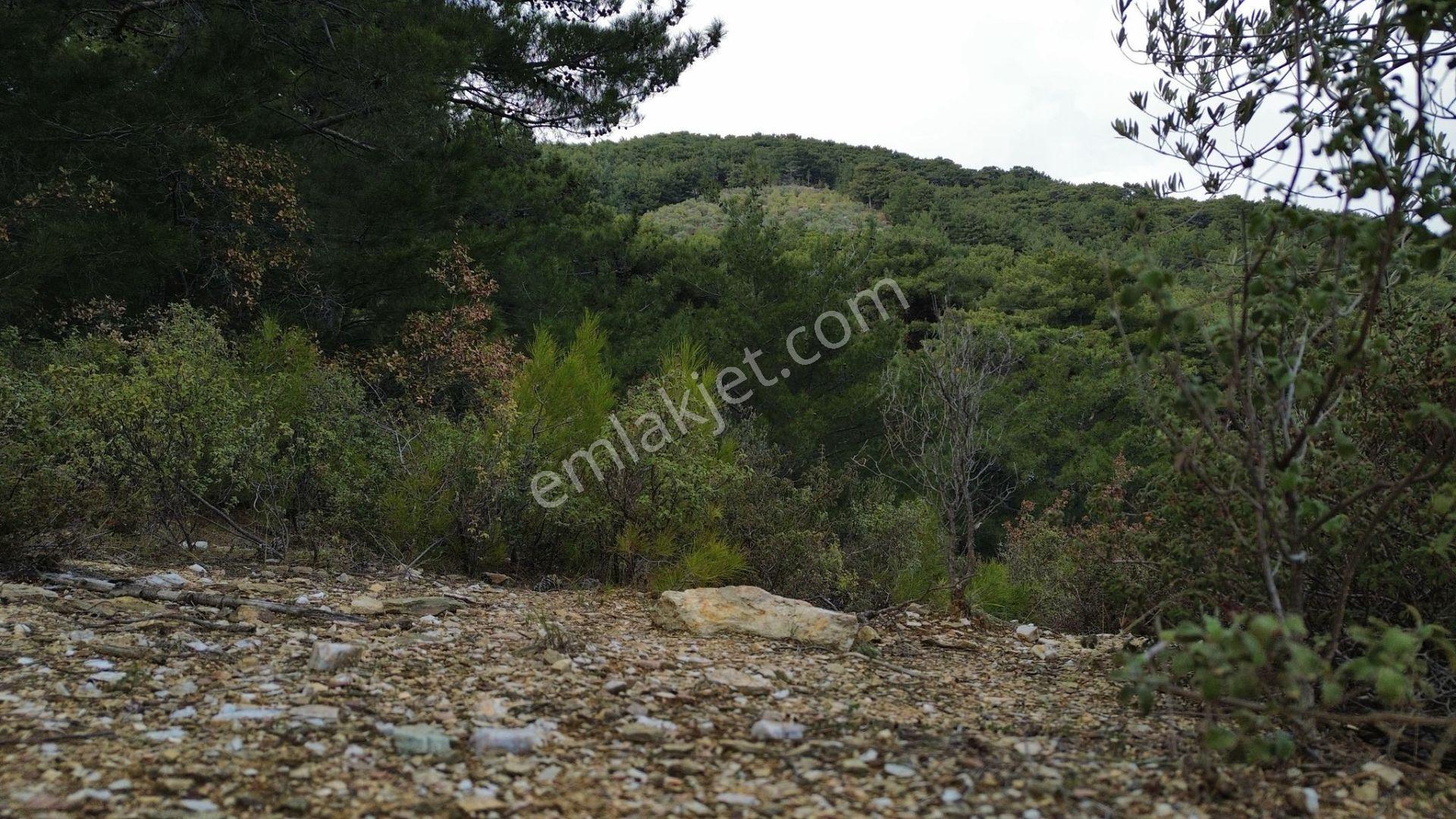 ⚠ Gfa Grup’tan Çamlıbelde Panoramik Deniz Manzaralı 19 Dönüm Zeytinlik⚠ - Görsel 34
