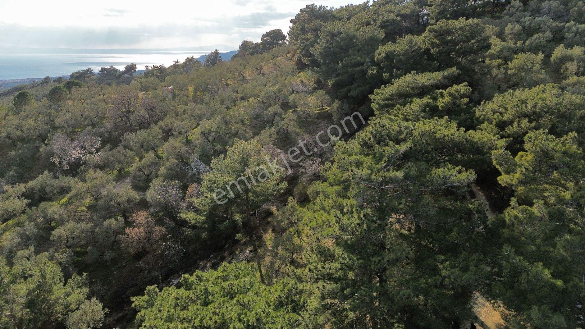 ⚠ Gfa Grup’tan Çamlıbelde Panoramik Deniz Manzaralı 19 Dönüm Zeytinlik⚠ - Görsel 21